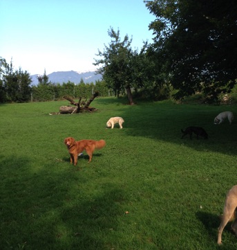 - Gruppen - oder Einzelauslauf